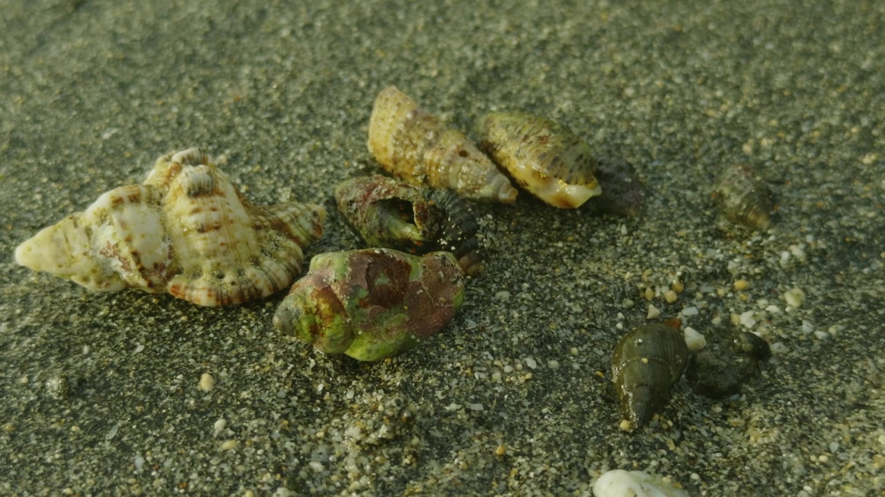 Close-up of Seashells and Snails on Wet Beach Sand