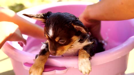 bathing chihuahua puppy dog in basin