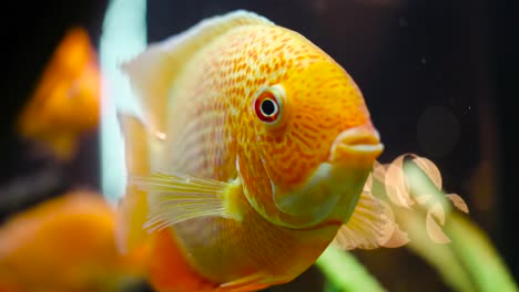 orange fish in aquarium