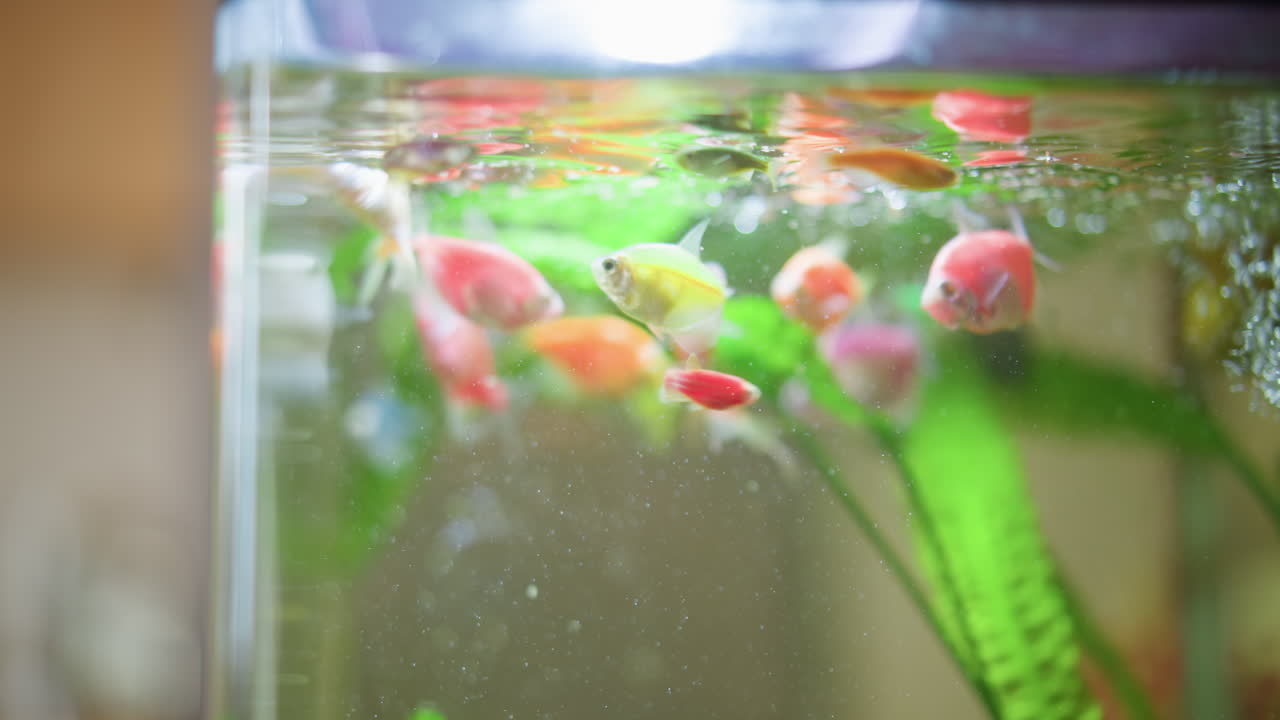 Colorful tropical fish swim near surface of clean aquarium water with green plants and rising bubbles, creating vibrant aquatic scene full of movement, light reflection, and relaxing underwater