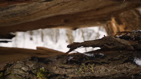 Snow-covered-logs