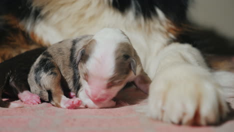 australian shepherd takes care of her newborn puppy 14