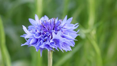 close-up of a cornflower in bloom