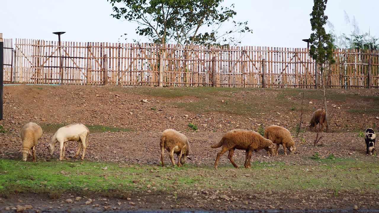ovejas alimentando y caminando en un área cercada