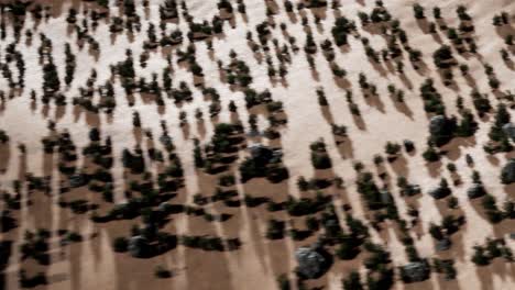 aerial view of a desert landscape with trees and rocks