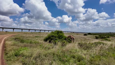 giraffe-eating-acacia-leaves-in-the-savannah,-with-a-beautiful-panorama-of-savannah