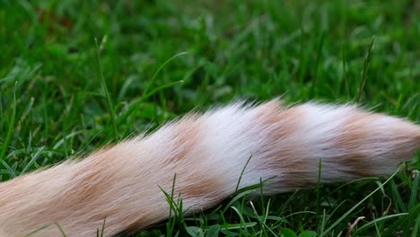 close up of tail of orange - red haired cat nervously moving in green grass on sunny summer day