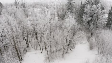 Winterliche-Waldszene-Aus-Der-Vogelperspektive