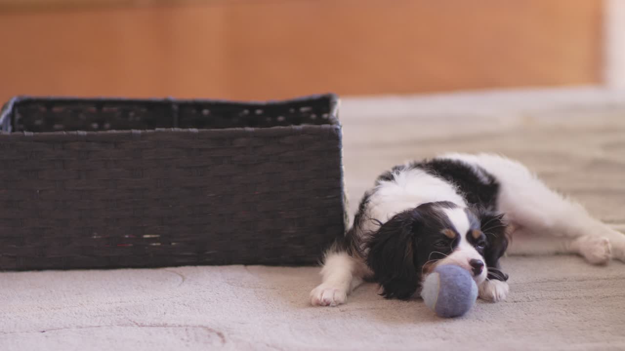 un lindo cachorro tendido en el suelo y masticando su pelota de tenis en una sala de estar