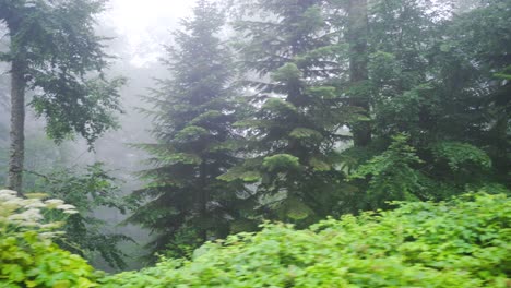 Árboles-En-El-Camino-Del-Bosque.