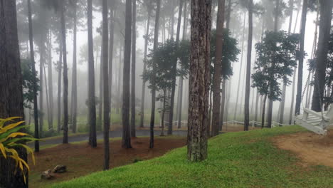 misty mountain road in the forest