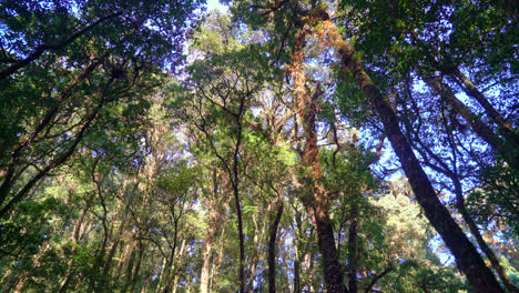 forest trees. nature green wood sunlight and sky