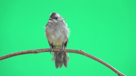 fledgling bulbul bird,front view .