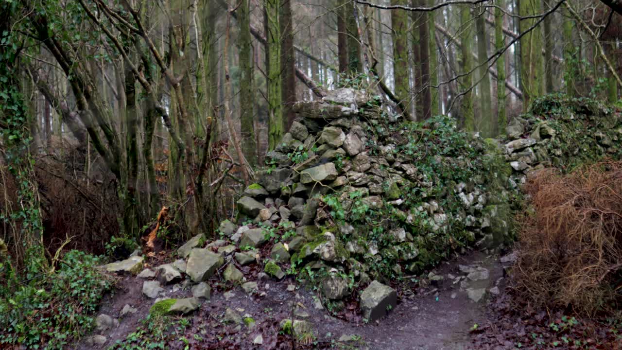 Rovine di antiche mura in pietra coperte di muschio ed edera, immerse in una selvaggia foresta irlandese, circondate da vegetazione e alberi rigogliosi