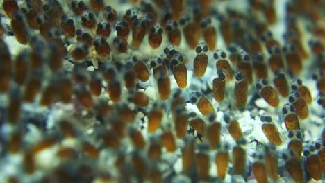 developed saddleback anemonefish eggs sway in gentle ocean current