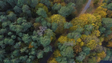 Toma-Aérea-Estática-De-Arriba-Hacia-Abajo-De-Un-Camino-Forestal-Con-Vibrantes-Colores-Otoñales-En-Vilnius,-Lituania