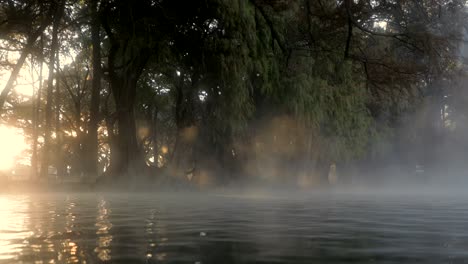 Die-Ersten-Sonnenstrahlen-Durchdringen-Den-Nebel-Und-Die-Bäume-Und-Erreichen-Das-Wasser-Des-Camecuaro-Sees