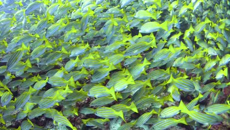 huge-school-of-bluestripe-snappers-in-a-rocky-underwater-landscape-swimming-right-to-left,-medium-shot-camera-moving-towards-fish