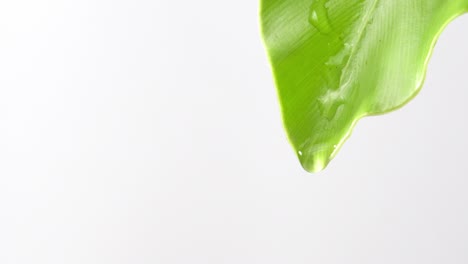 4k water drop from green leaf with copy space white background.