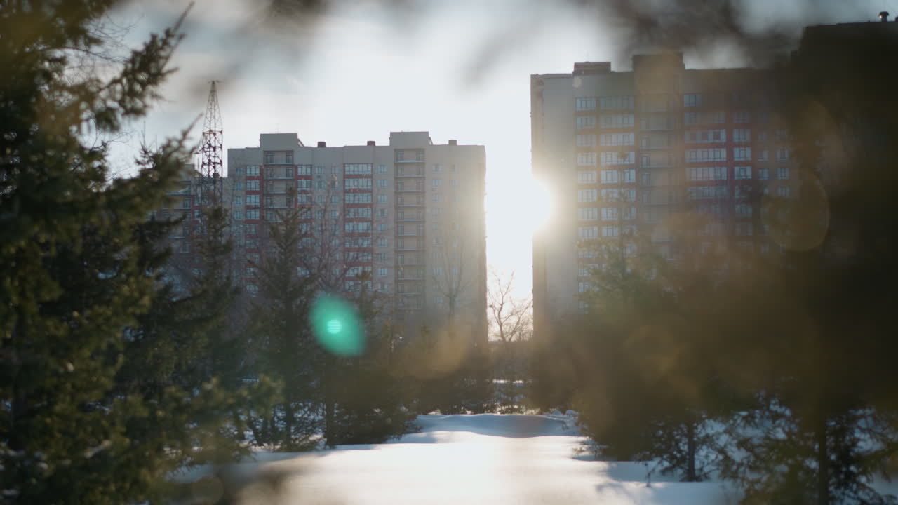 Close up of pine trees during winter season with sunlight casting bright flare and subtle green lens reflection, residential buildings visible in distance, soft snow covering ground