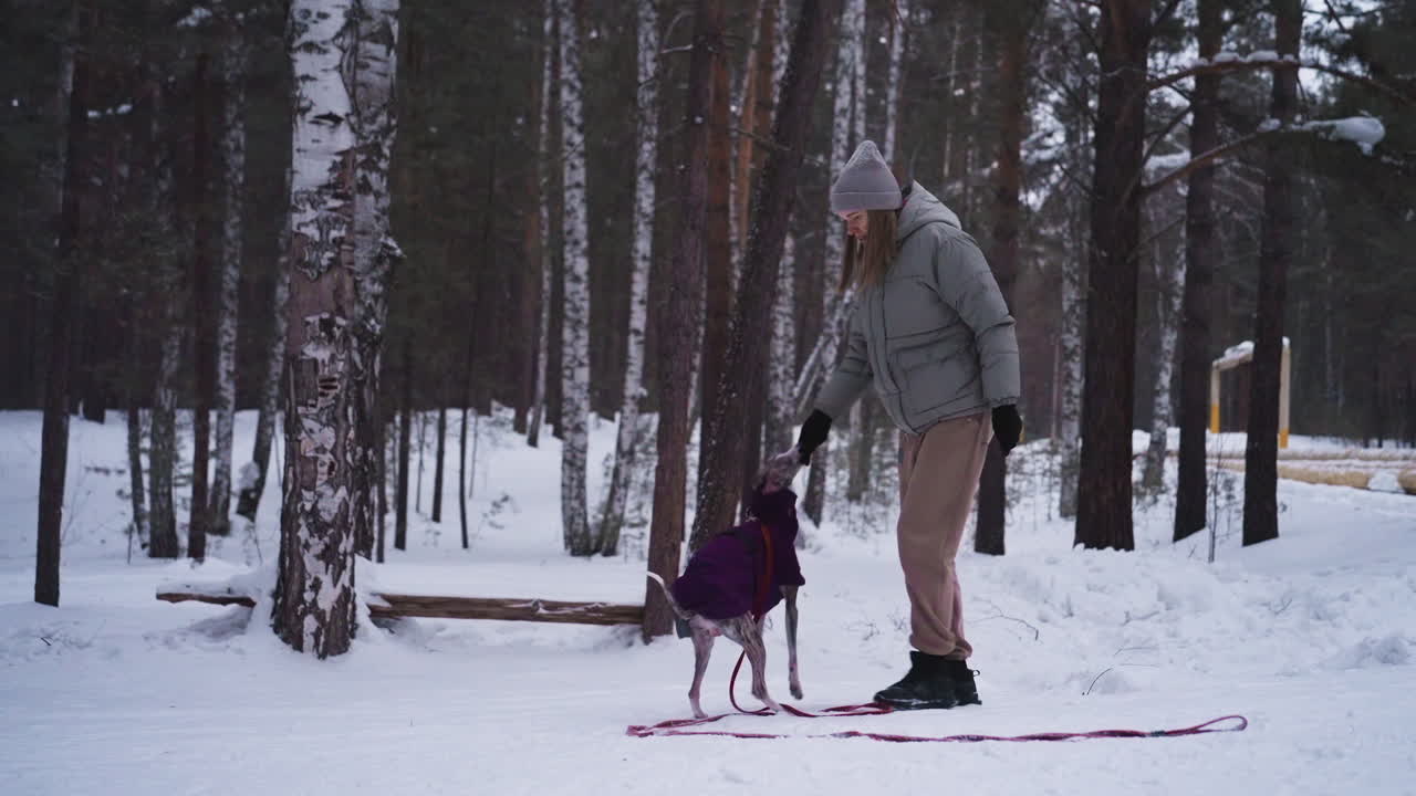 Woman wearing grey beanie and padded jacket trains leashed dog in purple coat to jump on snowy forest path surrounded by tall birch and pine trees during cold winter day with calm outdoor energy