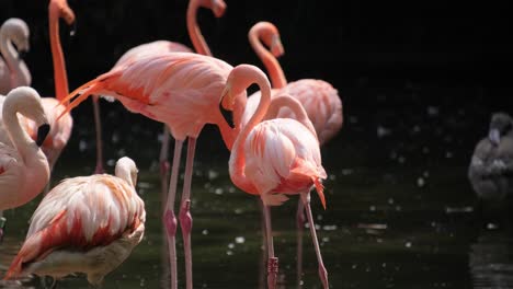 Flamingos in a flock