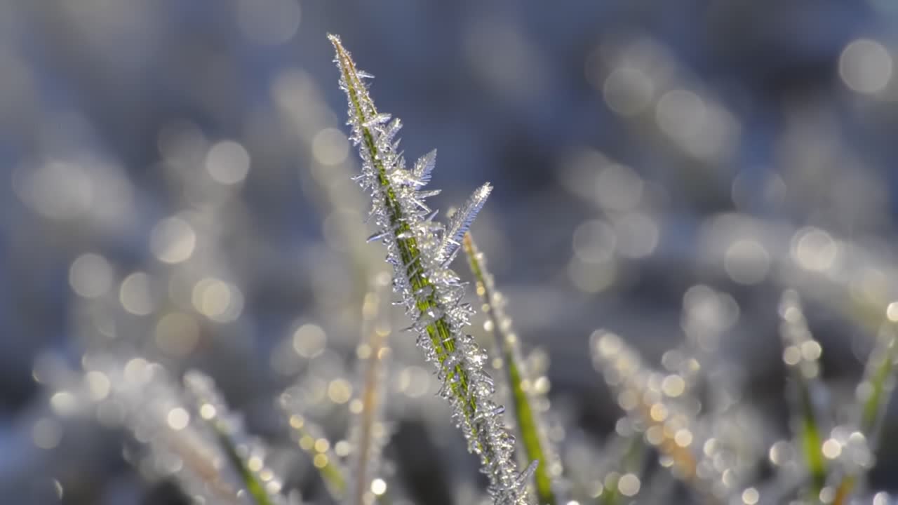 Captivating Close-Up of Frosted Grass Blades Sparkling in Morning Light: Nature's Icy Artistry Highlighted in Two Stunning Frames