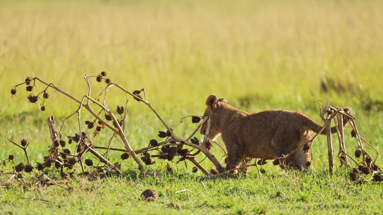 speelse jonge leeuwenkinderen spelen met bomen op afrikaanse masai mara savanne graslanden, afrikaanse dieren in het masai mara nationaal reservaat, kenia, afrika safari dieren in het noorden conservatorium