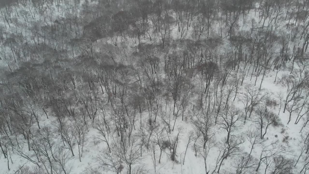 Snow Covered Forest Drone Aerial Hills Leafless Trees Sideways Flyby