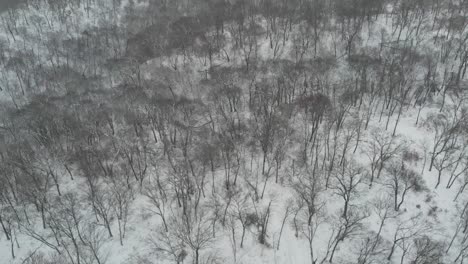 눈 인 숲, 드론, 공중 언덕, 잎 없는 나무, 으로 날아다니는
