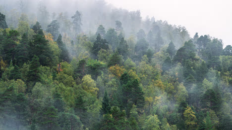 Timelapse-De-Un-Bosque-De-Niebla