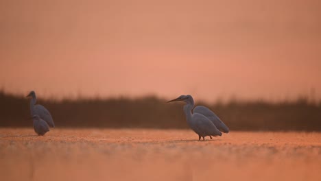 Herde-Silberreiher,-Die-Im-Sonnenaufgang-Fischen