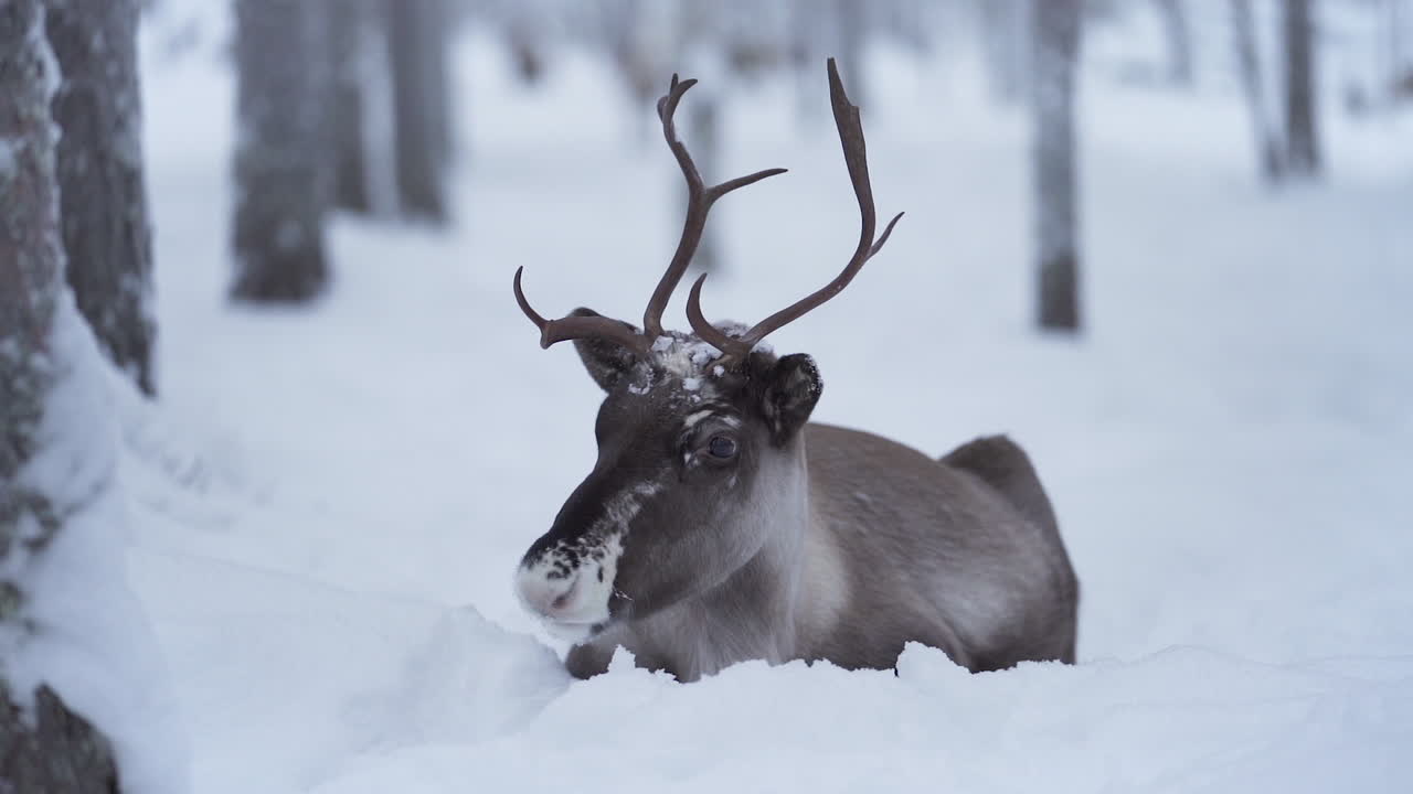 Sakte film av rein som ligger i snøen med et trist ansikt