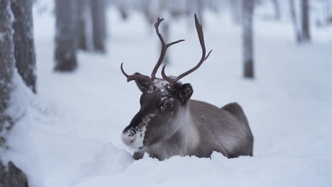 slowmotion of reindeer laying in snow with a sad face