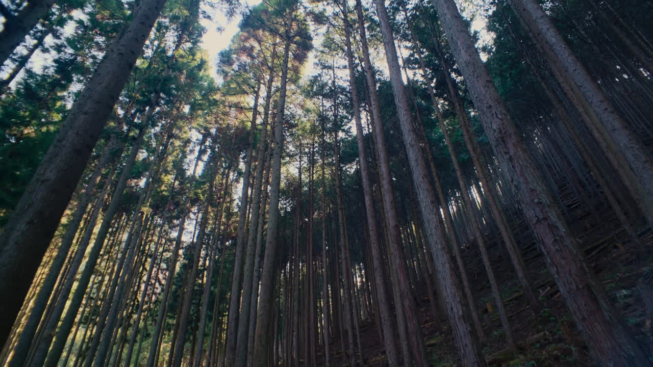 Sereno sentiero nel bosco tra le montagne del Giappone con bagliore solare.