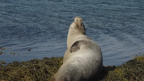 joven foca del puerto se rasca en viejas algas se detiene y mira a la cámara