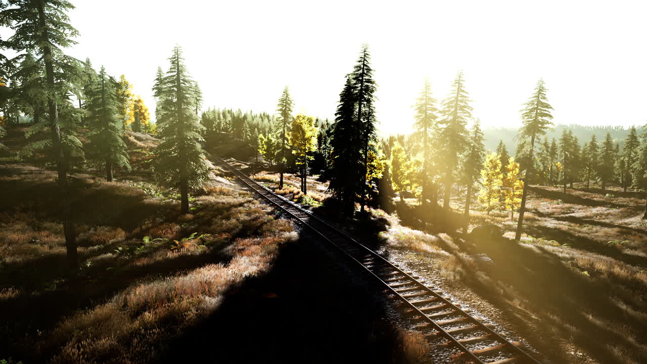 해가 지는 동안 평온한 숲을 여행하는 것