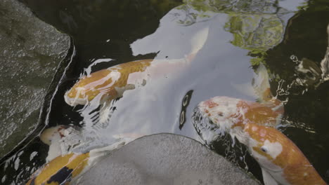 koi carp in a pond in a tropical garden