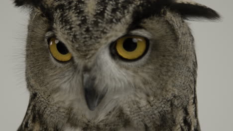 Eagle-owl-scanning-for-prey---white-background