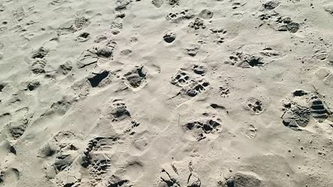 Zeitlupe-Mit-Blick-Auf-Verschiedene-Menschliche-Und-Tierische-Fußabdrücke-Am-Goldenen,-Sonnenbeschienenen-Sandstrand