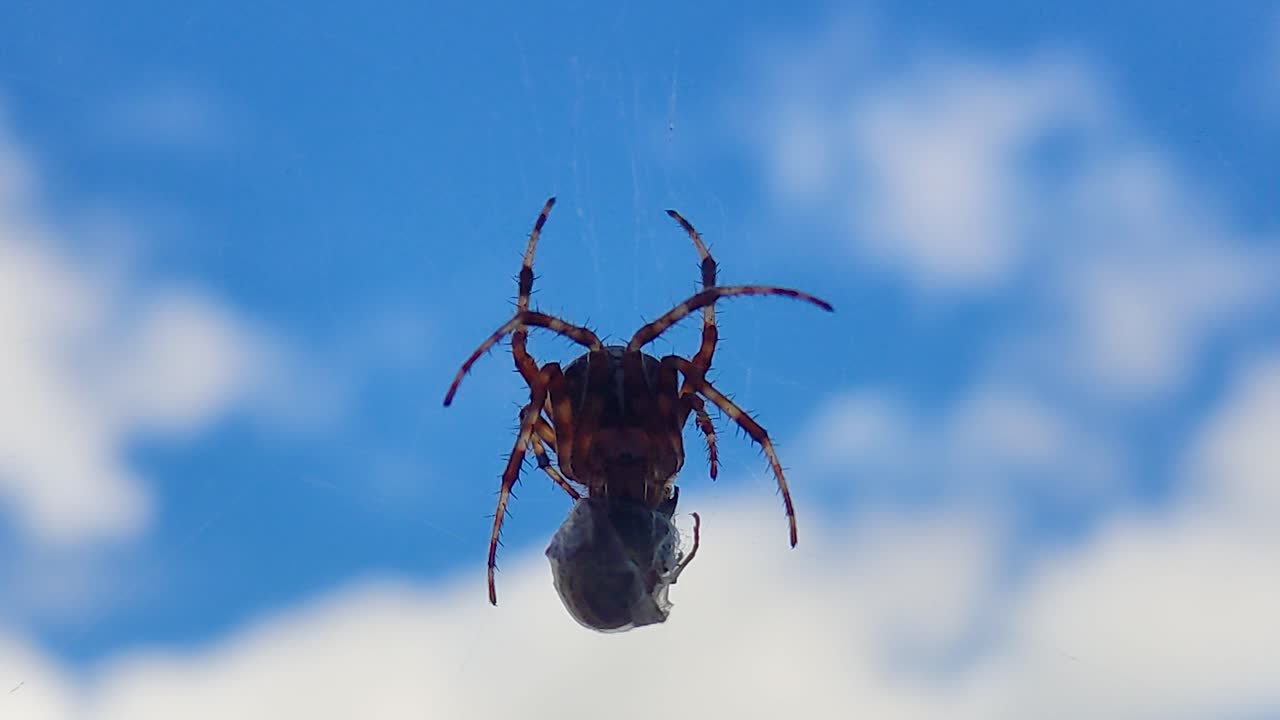 araña come avispa atrapada en su telaraña contra un cielo azul-2