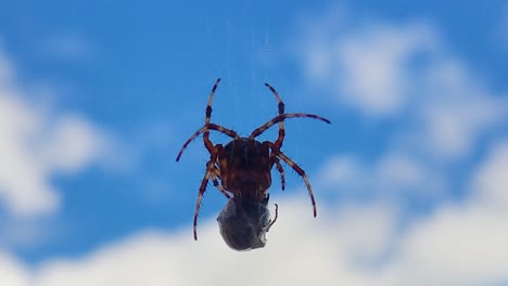 spider eats wasp caught in its web against a blue sky-2