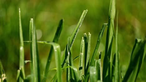 Grass-lawn-or-turf-being-irrigated-with-a-sprinkler---isolated-close-up-on-the-grass-covered-in-water-droplets