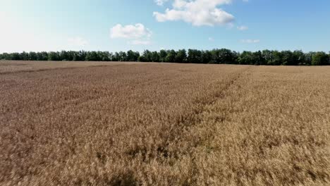 Golden-Oat-Grain-Fields-in-Full-Bloom---Forward-moving-aerial-close-to-plants-at-lush-Danish-countryside