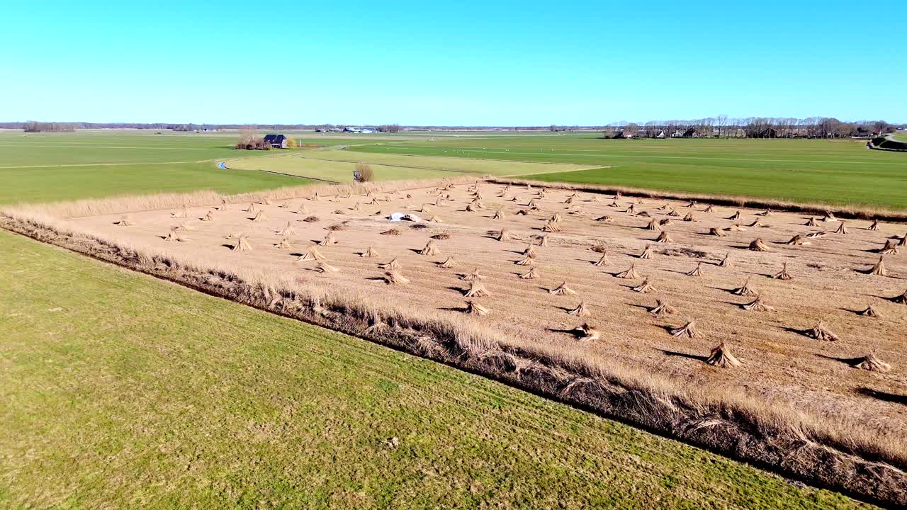 Drone view of bundles of reeds drying in the sun in the Netherlands