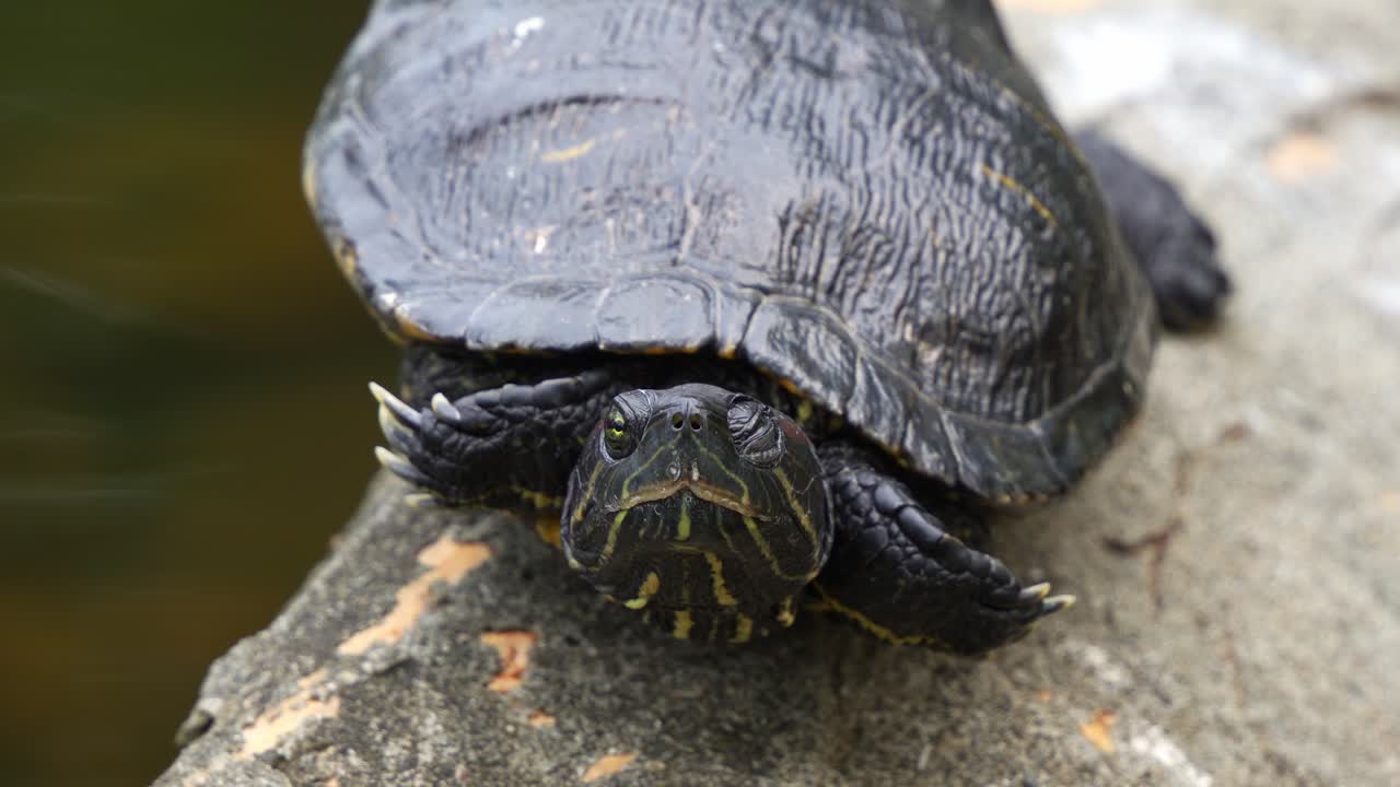 retrato de cerca de una tortuga deslizante de orejas rojas, trachemys scripta elegans, vista descansando junto al estanque, tomando el sol en la roca de la orilla del lago, parpadeando su ojo