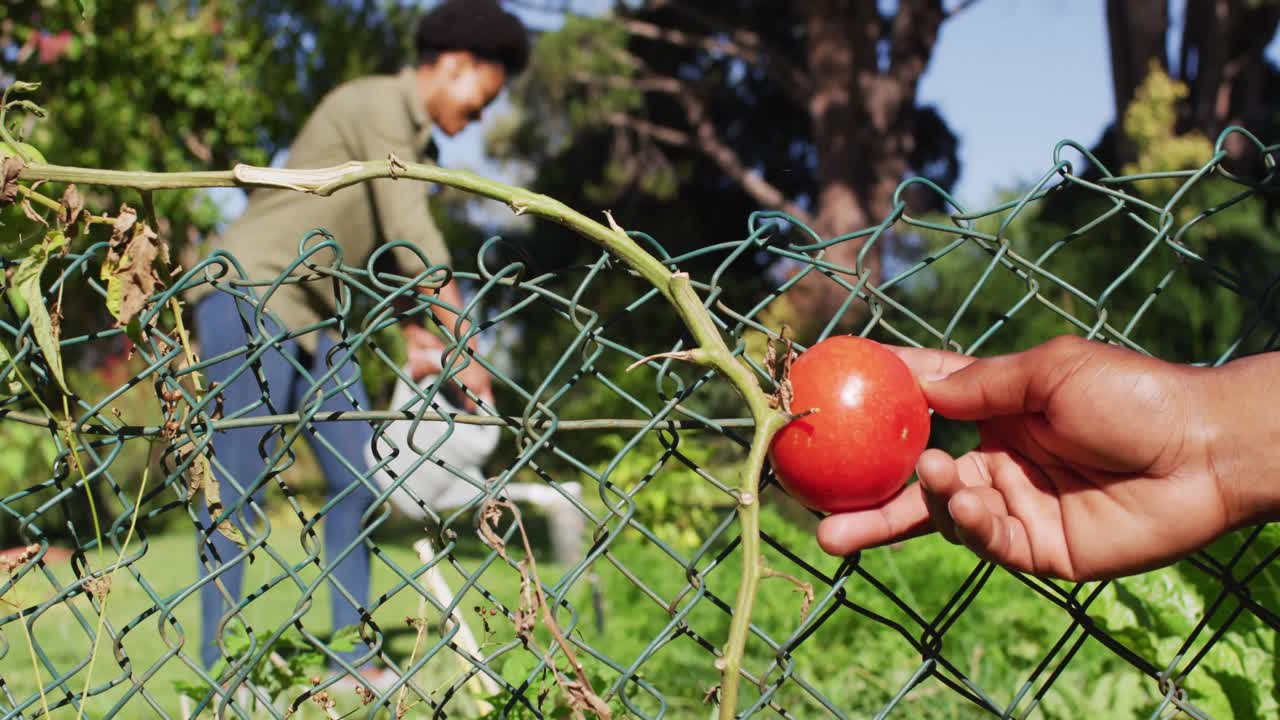 아프리카계 미국인 부부 가  ⁇ 은 정원 에서 물 을 주고 식물 을 점검 하고 있다