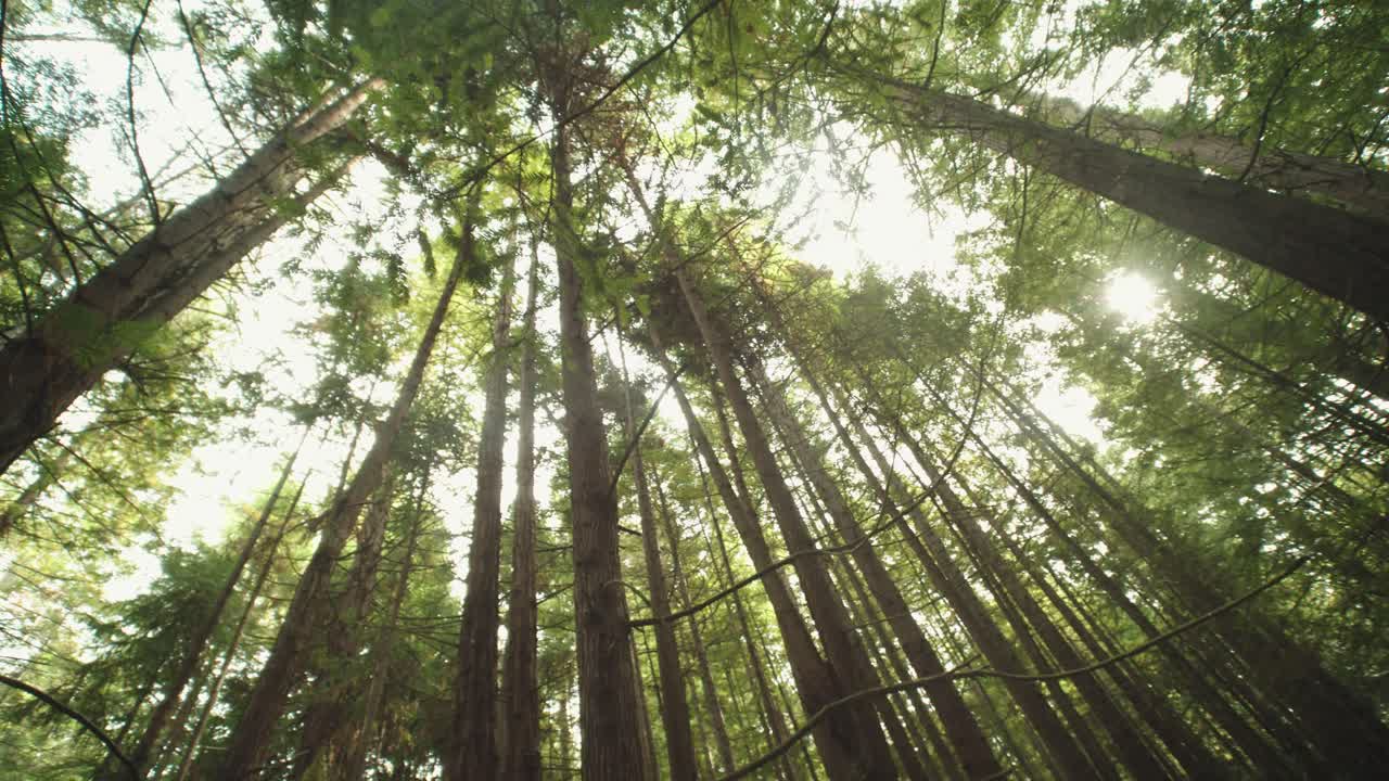 Majestic Redwood Forest: Sunlight Through the Canopy