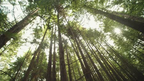 majestic redwood forest: sunlight through the canopy