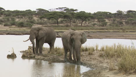 African-elephant---bulls-throwing-mud